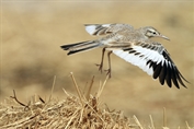 10895 Greater Hoopoe-Lark