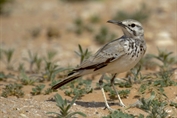 10896 Greater Hoopoe-Lark