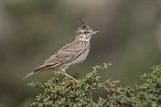 10903 Crested Lark