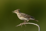 10904 Crested Lark