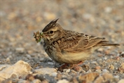 10906 Crested Lark