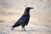 10914 Brown-necked Raven