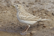 10915 Turkestan Short-toed Lark