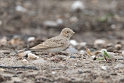 10917 Turkestan Short-toed Lark