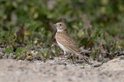 10918 Turkestan Short-toed Lark