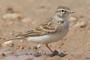 10921 Greater Short-toed Lark
