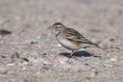 10924 Greater Short-toed Lark