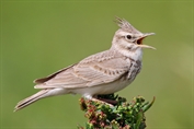 10926 Crested Lark