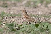 10930 Calandra Lark