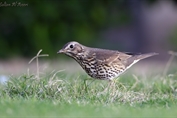 10933 Song Thrush