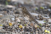10934 Song Thrush