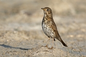 10935 Song Thrush