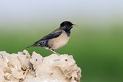 10946 Rosy Starling