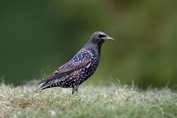 10951 Common Starling