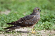 10959 Montagu's Harrier