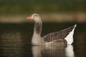 121 Eastern Greylag Goose
