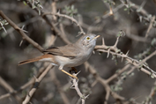 127 Asian Desert Warbler