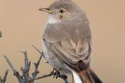 128 Asian Desert Warbler