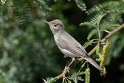139 Eurasian Eastern Olivaceous Warbler