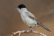 144 Eurasian Blackcap