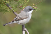 149 Hume's Whitethroat