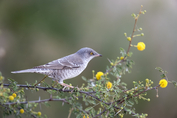 150 Barred Warbler