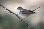 152 Common Whitethroat