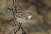 154 Common Whitethroat