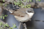 155 Lesser Whitethroat