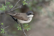 156 Lesser Whitethroat
