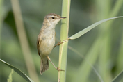 166 Paddyfield Warbler