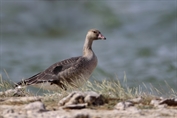171 Eurasian Greater White-fronted Goose