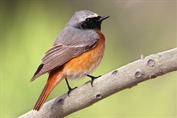 174 Common Redstart