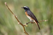 175 Common Redstart