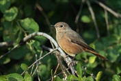 179 Common Redstart