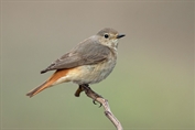 180 Common Redstart