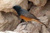 182 Eastern Black Redstart