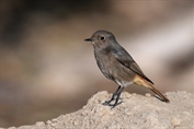 183 Eastern Black Redstart