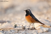184 Eastern Black Redstart