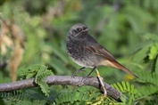 185 Western Black Redstart