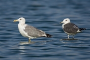 197 Heuglin's Gull
