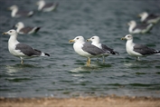 199 Steppe Gull