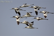 202 Pied Avocet