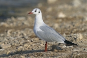 206 Common Black-headed Gull