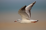 207 Common Black-headed Gull