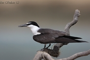 209 Bridled Tern