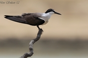210 Bridled Tern