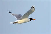 211 Great Black-headed Gull