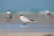 213 Caspian Tern