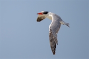 215 Caspian Tern